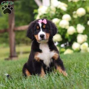 Marcy, Bernese Mountain Dog Puppy